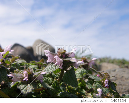 Himeodoricosoum 1405134