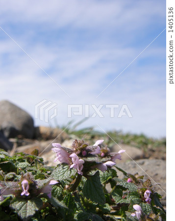 Himeodoricosoum 1405136