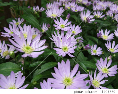 Miyako Wasure 1405779