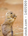 black-tailed prairie dog, prairie dog, prairie dogs 1405909