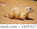black-tailed prairie dog, prairie dog, prairie dogs 1405917