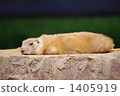 black-tailed prairie dog, prairie dog, prairie dogs 1405919