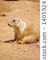 singular, black-tailed prairie dog, rodent 1405924