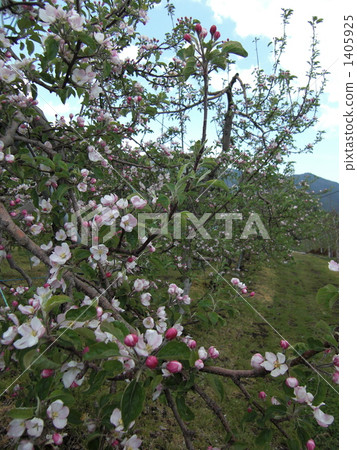 蘋果花 蘋果花 1405925