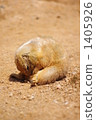 singular, black-tailed prairie dog, rodent 1405926