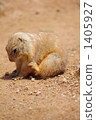 singular, black-tailed prairie dog, rodent 1405927