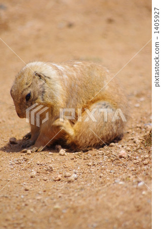 單數 黑尾草原土拔鼠 囓齒動物 1405927