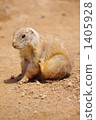 black-tailed prairie dog, prairie dog, prairie dogs 1405928