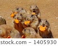 carrots, carrot, bait 1405930