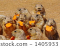 black-tailed prairie dog, prairie dog, prairie dogs 1405933