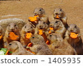 black-tailed prairie dog, bait, feed 1405935