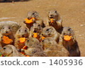 black-tailed prairie dog, bait, feed 1405936