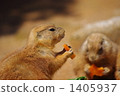 carrots, carrot, bait 1405937