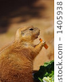 black-tailed prairie dog, prairie dog, prairie dogs 1405938