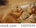 black-tailed prairie dog, prairie dog, prairie dogs 1405939
