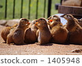 black-tailed prairie dog, prairie dog, prairie dogs 1405948