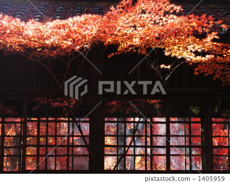 latticework, red leafe, autumn 1405959