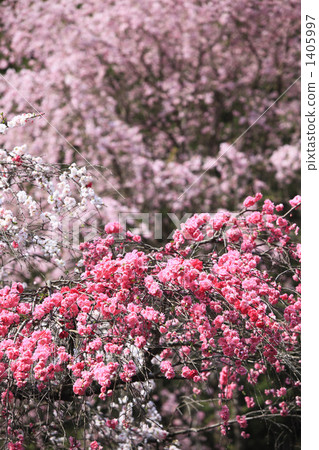 花桃和櫻花 1405997