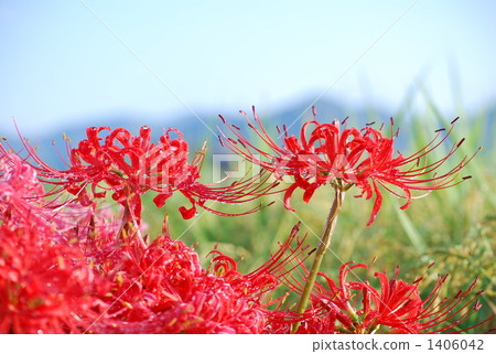 群集孤挺花 1406042