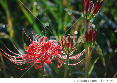 群集孤挺花 群集孤挺花 1406069