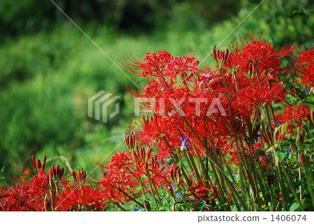 群集孤挺花 1406074