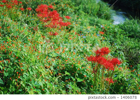 群集孤挺花 群集孤挺花 1406078