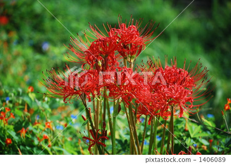 群集孤挺花 1406089