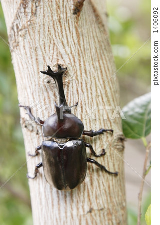 甲蟲蟲05 甲蟲蟲05 1406092