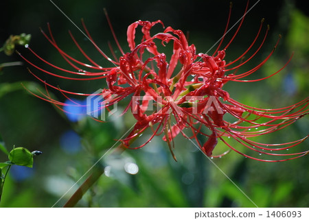 Mandarin saixa 1406093