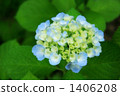 繡球花開始綻放 1406208