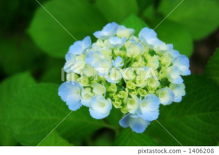 繡球花開始綻放 繡球花開始綻放 1406208