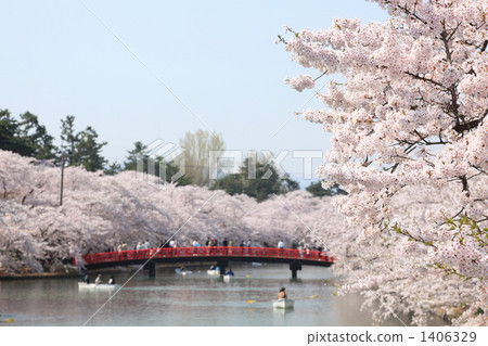 弘前公園櫻花和春陽橋 1406329