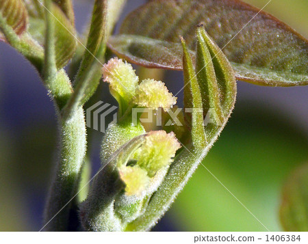 核桃女性花飛行了 核桃女性花飛行了 1406384