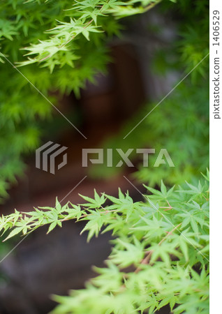 red leafe, garden, landscaping 1406529