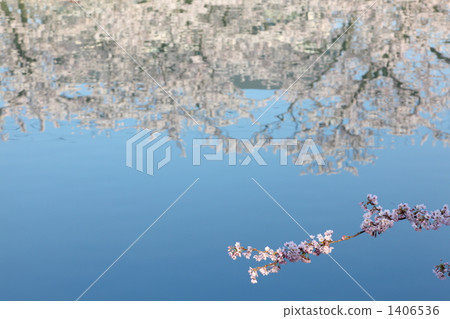 櫻花和水 櫻花和水 1406536