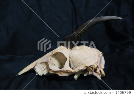 Bones of antelope 1406799