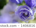 Campanula · Blue Wonder 1406816