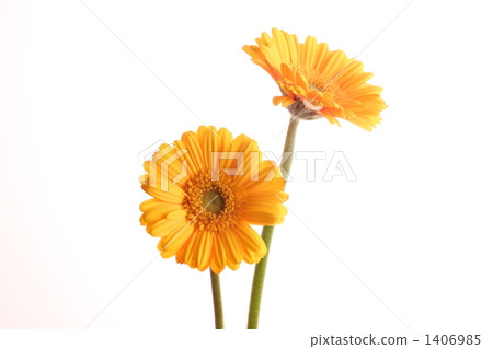 雛菊 1406985