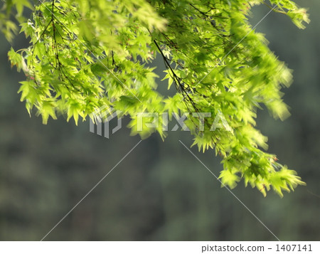 Leaves swaying in the wind 1407141
