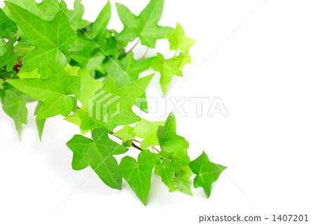 Ivy Ivy 1407201