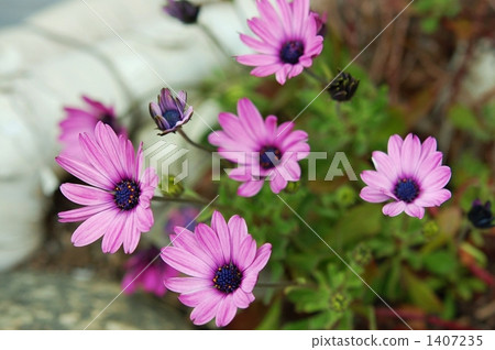 Flukan雛菊 Flukan雛菊 1407235