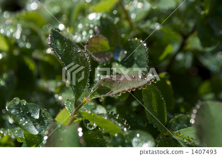 Morning dew Morning dew 1407493