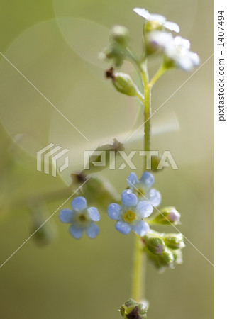 Footstone spring 1407494