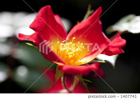 藤玫瑰 藤玫瑰 1407741