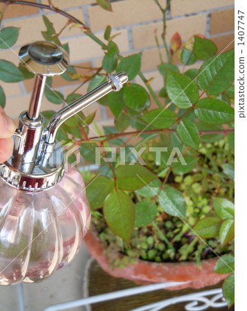 澆水到迷你玫瑰 1407747