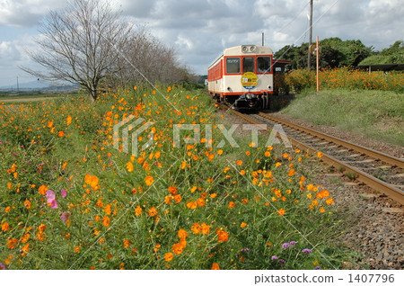 鹿島鐵路海灘站用盛開的波斯菊和Kiha Kiha 601著色 1407796