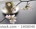 Cherry Blossoms	 1408046