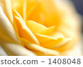 Rose   1408048