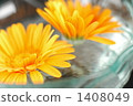 Gerbera 1408049
