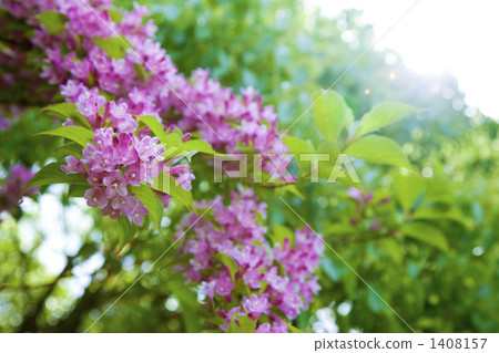 Ugi花 1408157
